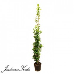 Tracherlospernum jazminoide