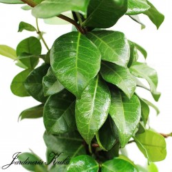 Tracherlospernum jazminoide