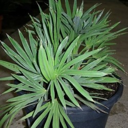 TRITRINAX CAMPESTRIS