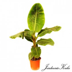 Musa dwarf cavendish
