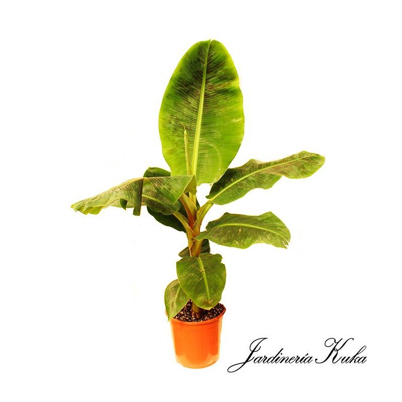 Musa dwarf cavendish