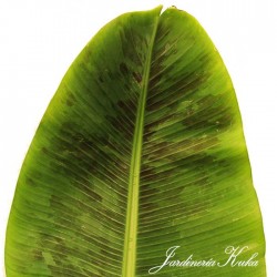 Musa dwarf cavendish