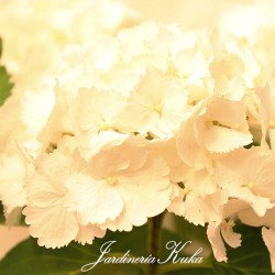 Hortensia variada