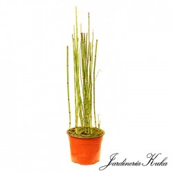 Equisetum hyemale