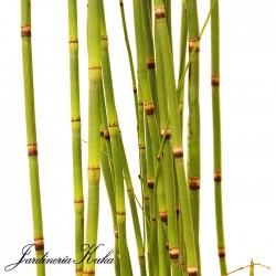 Equisetum hyemale