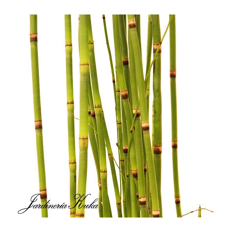 Equisetum hyemale