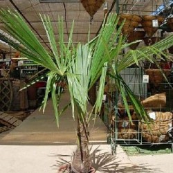 TRACHYCARPUS FORTUNEI