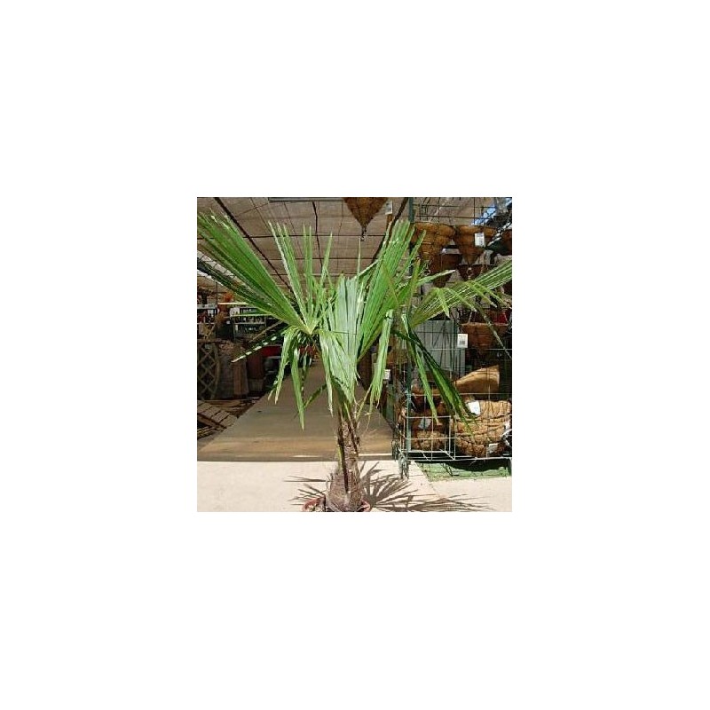TRACHYCARPUS FORTUNEI