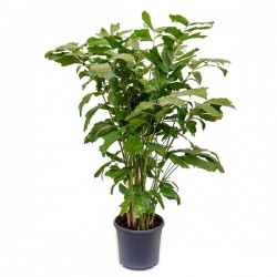 Caryota mitis