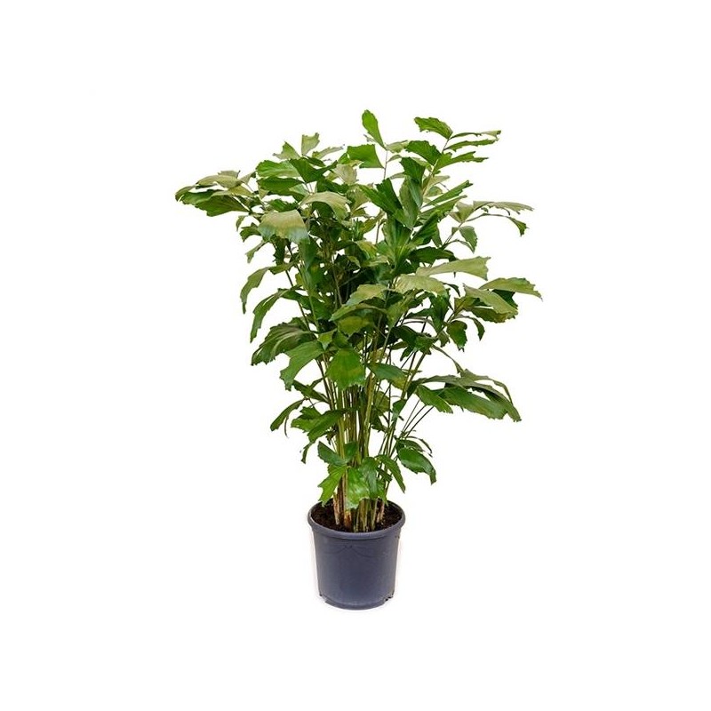 Caryota mitis