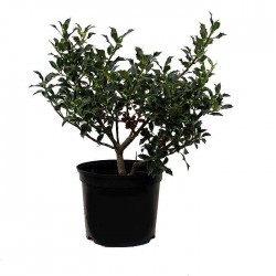 Ilex Aquifolium Alaska
