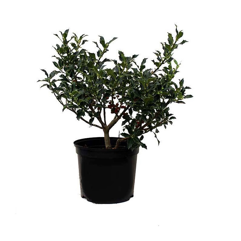 Ilex Aquifolium Alaska