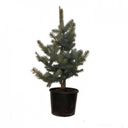 Picea pungens oldenburg