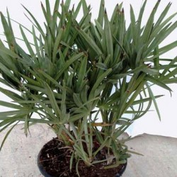 SERENOA REPENS