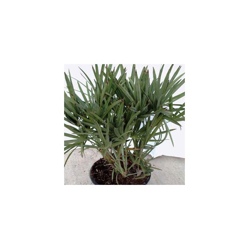 SERENOA REPENS