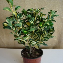 EBONIMUS LUNA