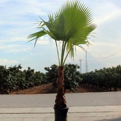 Washingtonia Robusta