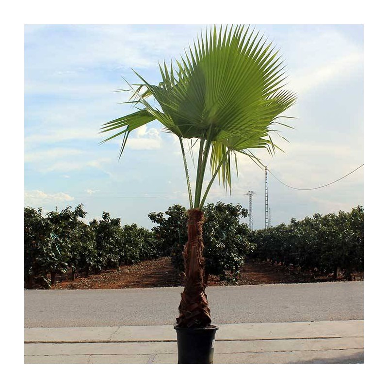 Washingtonia Robusta