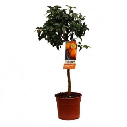 Kumquat