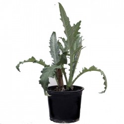 Alcachofa tudelana