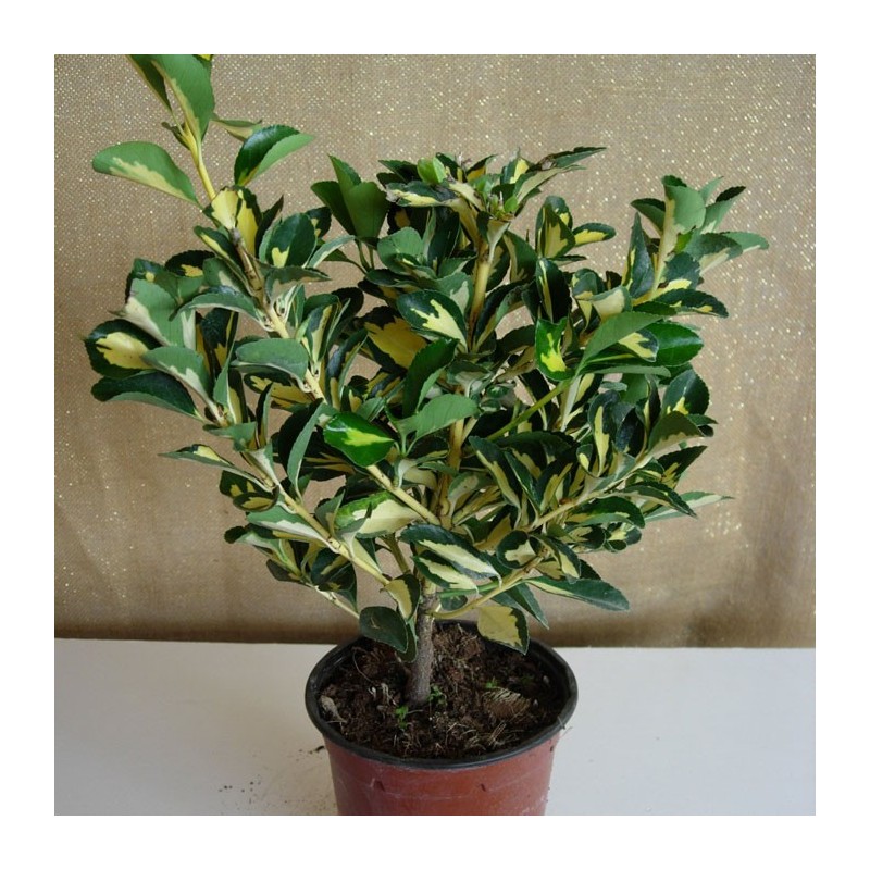 EBONIMUS J. MEDIO PICTA