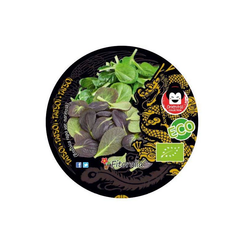 Tatsoi ecológico