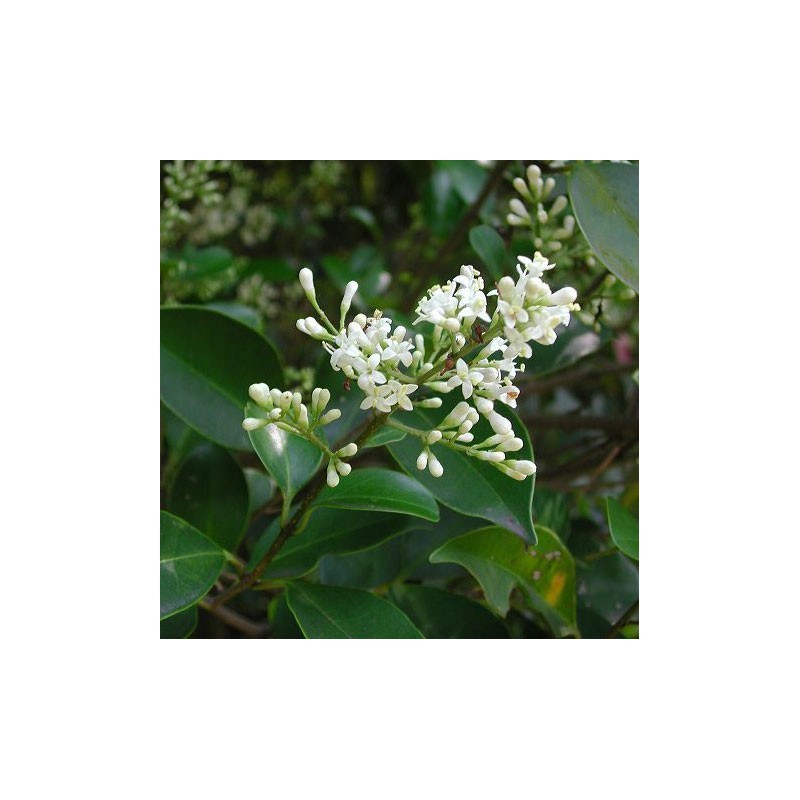 LIGUSTRUM