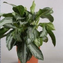 AGLAONEMA MIX
