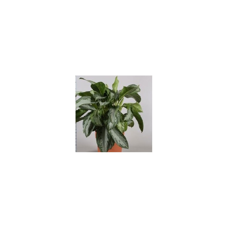 AGLAONEMA MIX