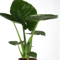 ALOCASIA CALIDORA