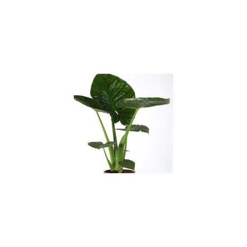 ALOCASIA CALIDORA