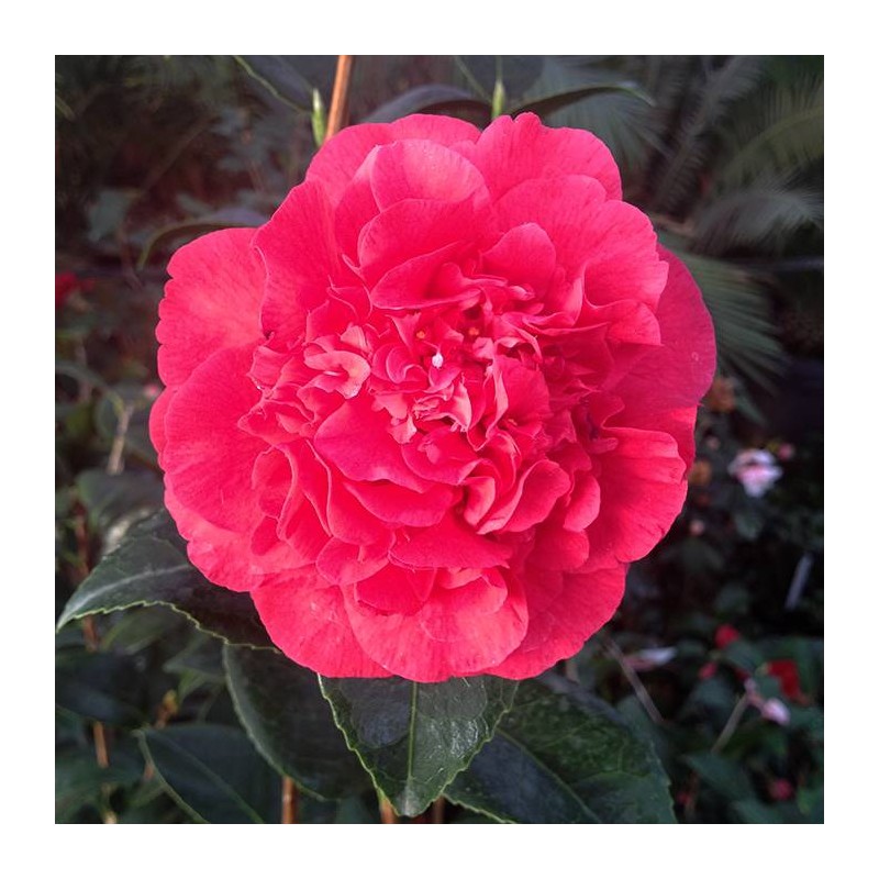 Camelia Japonica