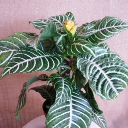 APHELANDRA SQUARROSA DANIA
