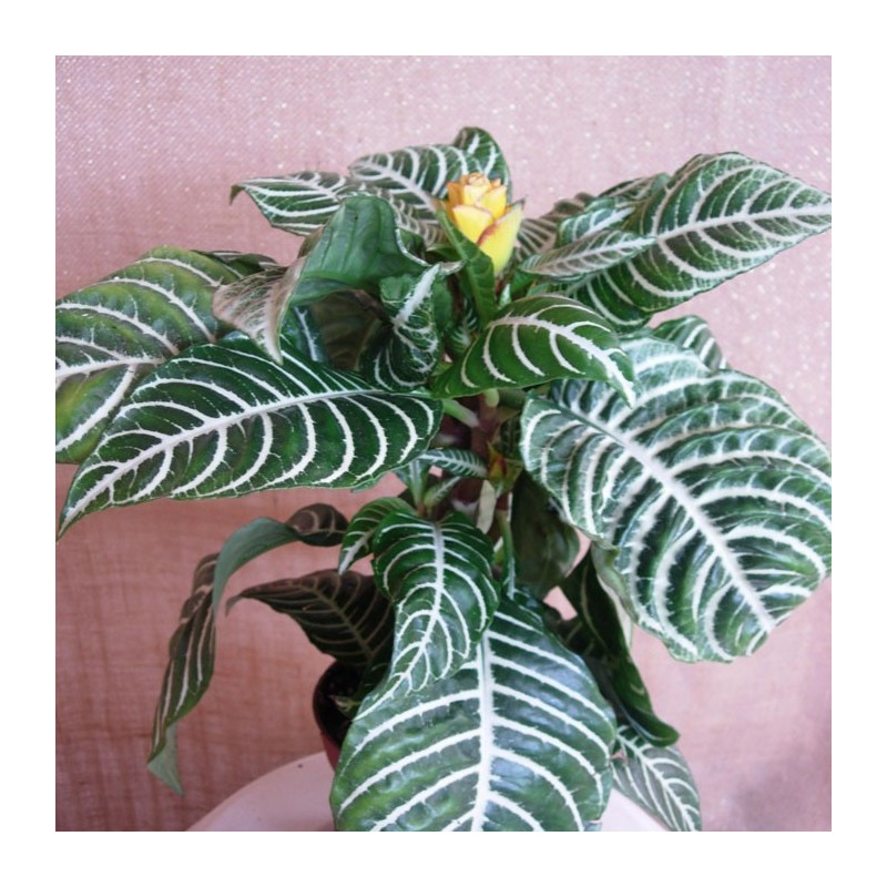 APHELANDRA SQUARROSA DANIA