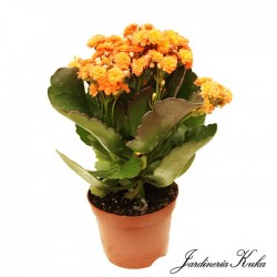 Kalanchoe calandiva