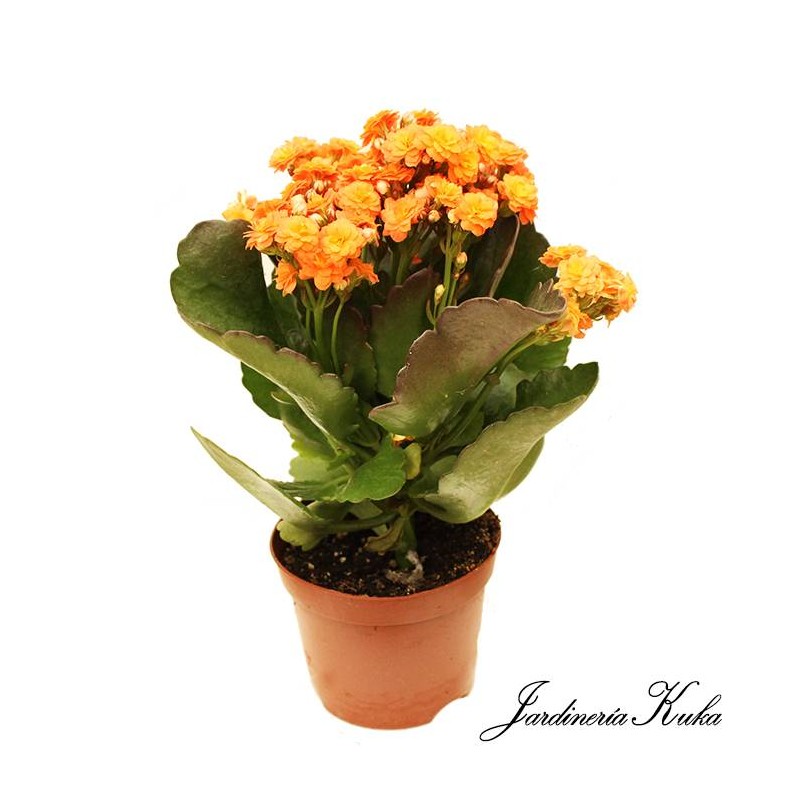 Kalanchoe calandiva