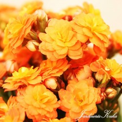 Kalanchoe calandiva