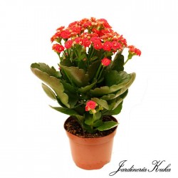 Kalanchoe calandiva