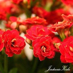 Kalanchoe calandiva