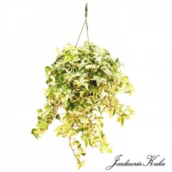 Hedera