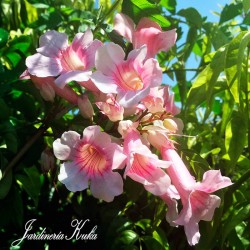 Bignonia ricasoleana...