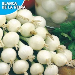 CEBOLLA BLANCA REINA