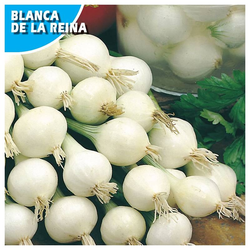 CEBOLLA BLANCA REINA