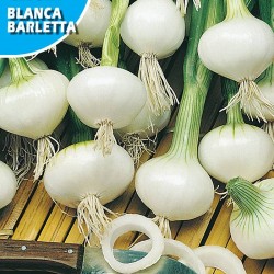 CEBOLLA BLANCA BARLETTA