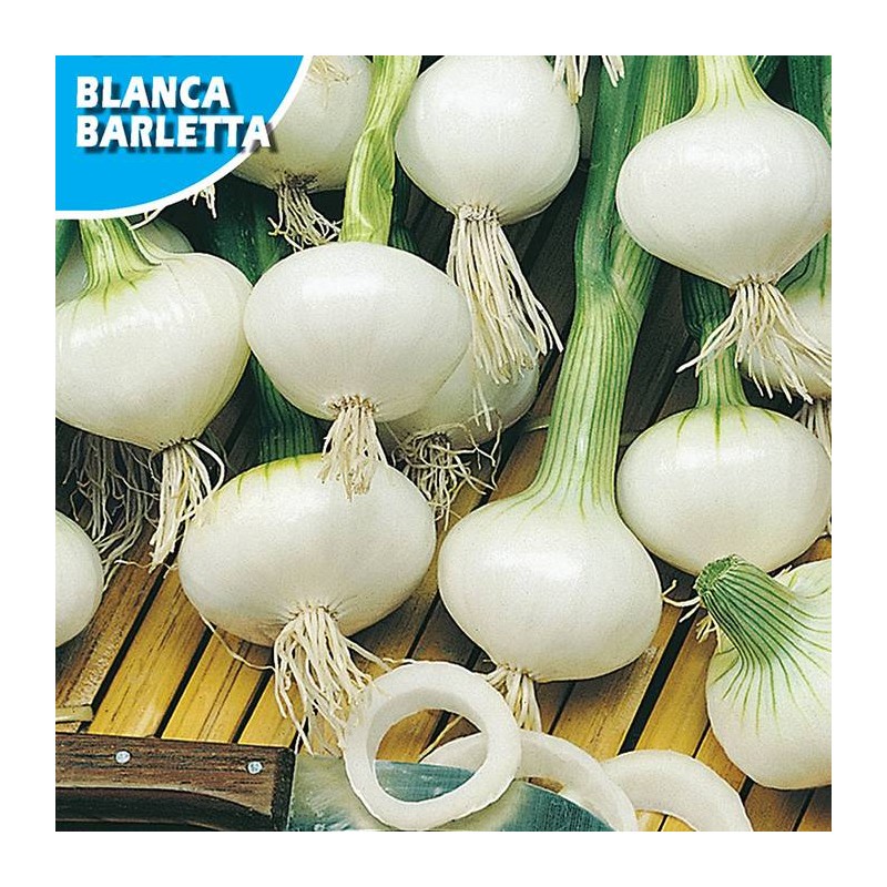 CEBOLLA BLANCA BARLETTA