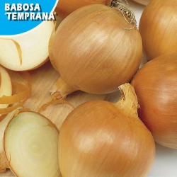 CEBOLLA BABOSA (TEMPRANA)