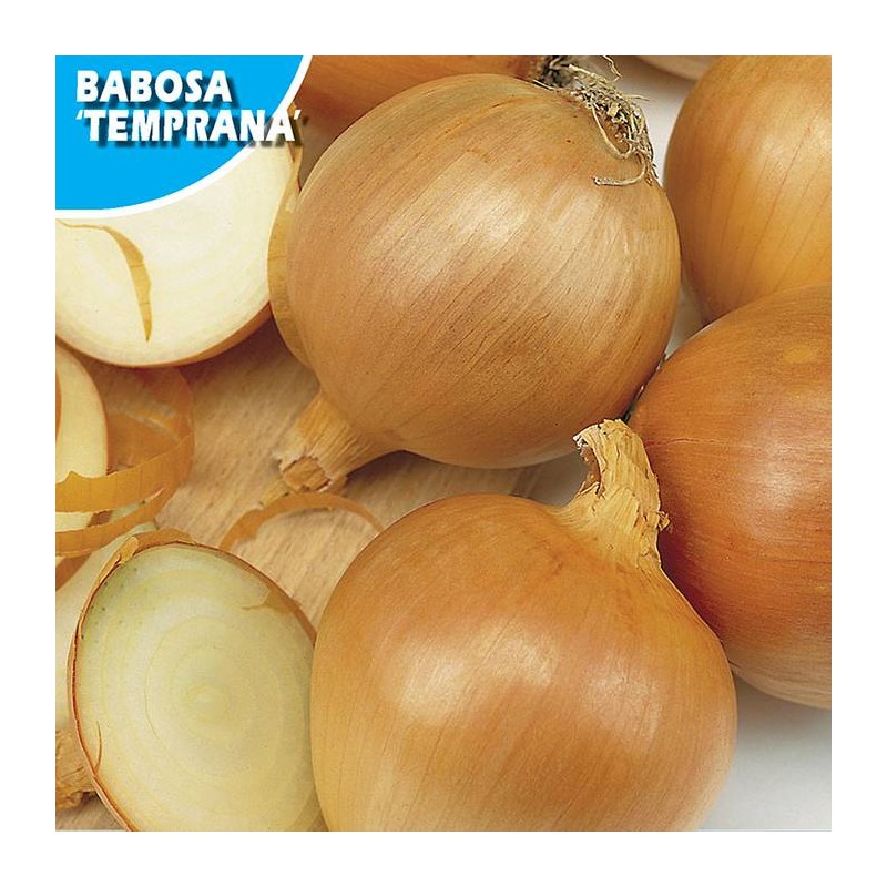 CEBOLLA BABOSA (TEMPRANA)