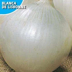 CEBOLLA BLANCA LISBONNE