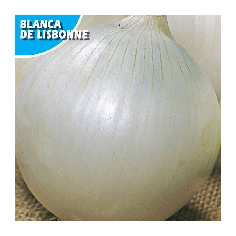CEBOLLA BLANCA LISBONNE