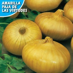 CEBOLLA AMARILLA PAJA VIRTUDES